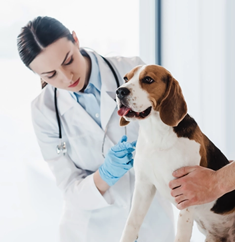 Başçiftlik Veteriner